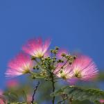 Arbres - Arbre à Soie (Albizia) - Bonheur - image
